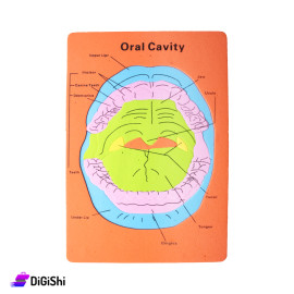 Parts of the Oral Cavity Puzzle Game - Orange